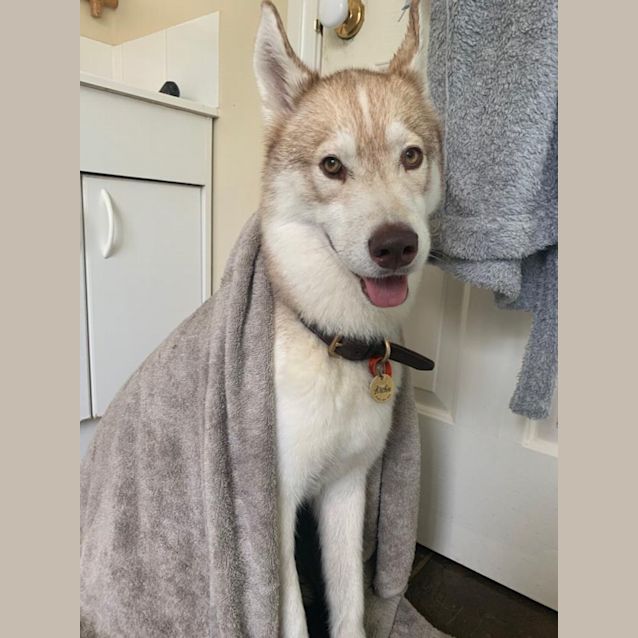 Photo of Archie