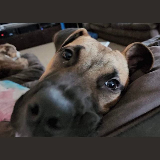 Photo of Howl 