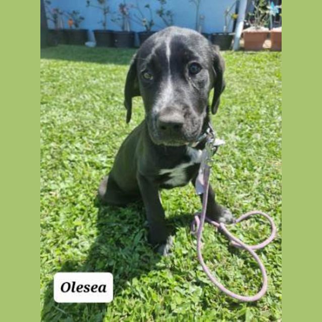 Photo of Olesea