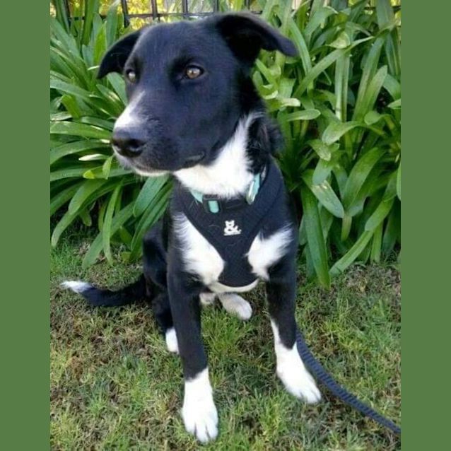 Photo of Arlo 🐾🦴Assisted Rehome 