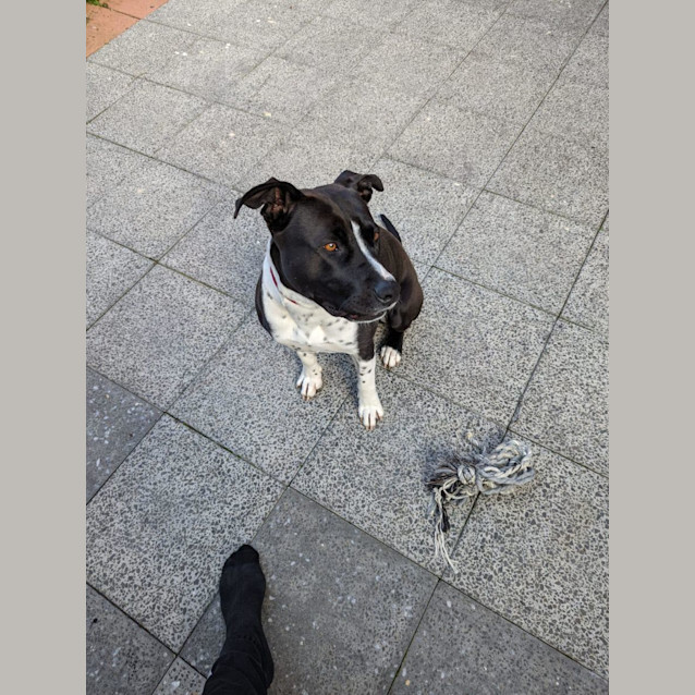 Photo of Marley
