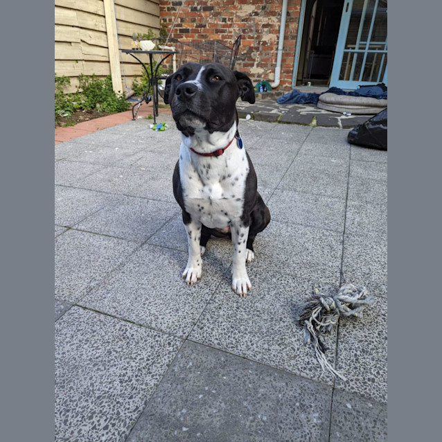Photo of Marley
