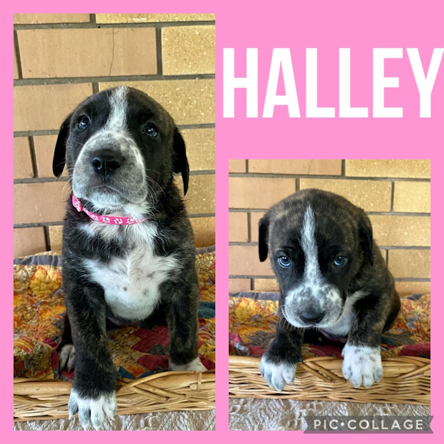 Photo of Halley