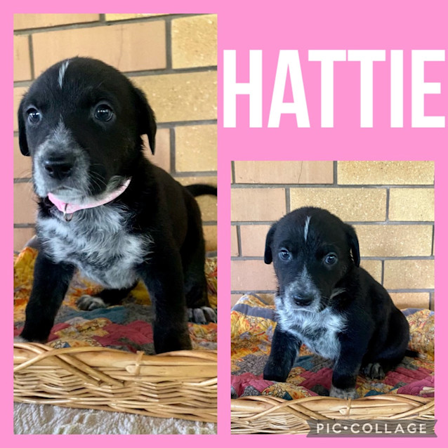 Photo of Hattie