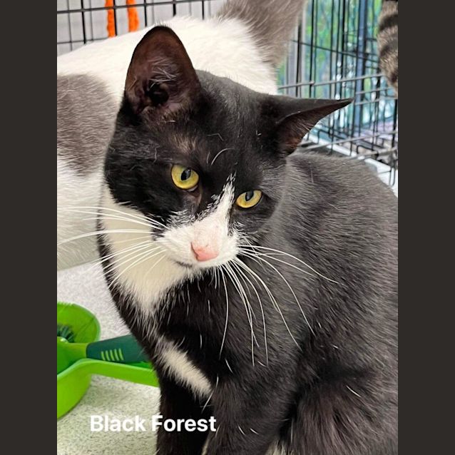 Photo of Black Forrest