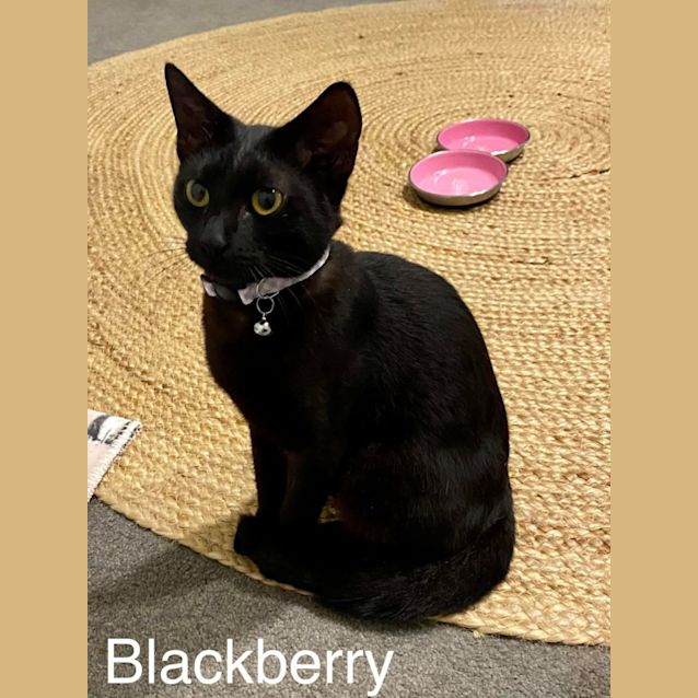 Photo of Black Berry