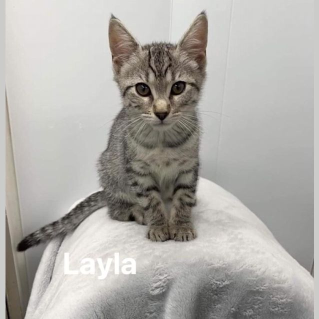Photo of Layla