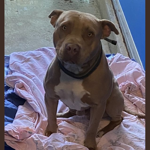 Photo of Odie