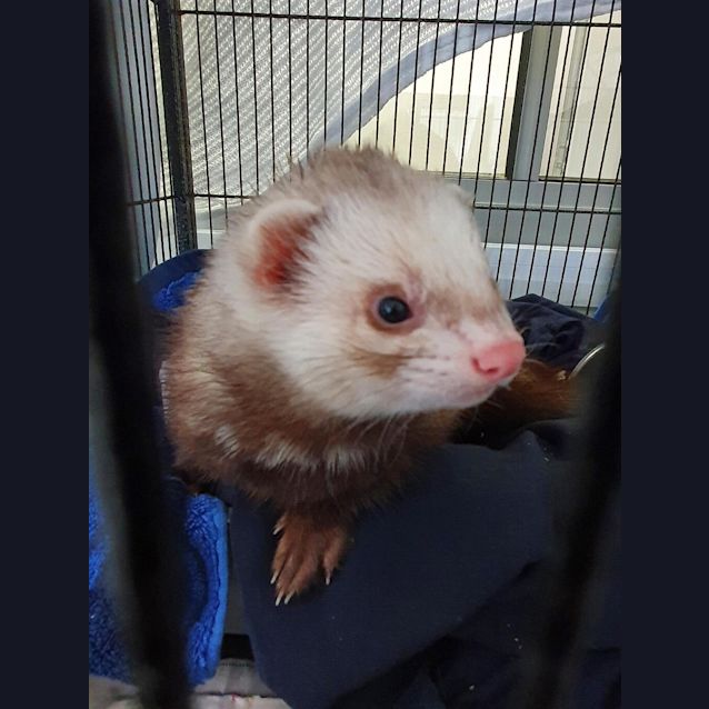 Photo of Fenton