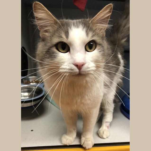 Photo of Simba