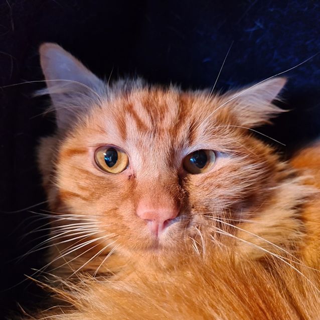 Photo of Mario