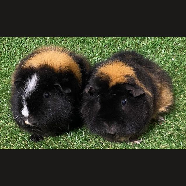 Photo of Tiger & Ruby