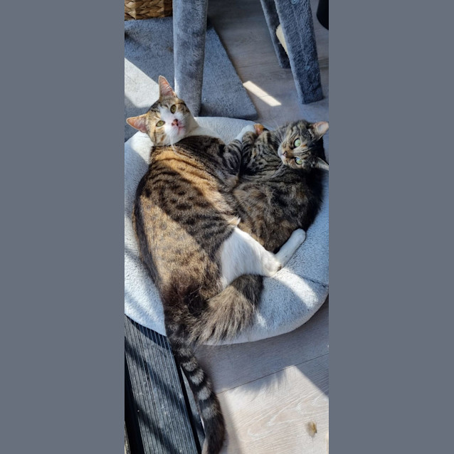 Photo of Torbie