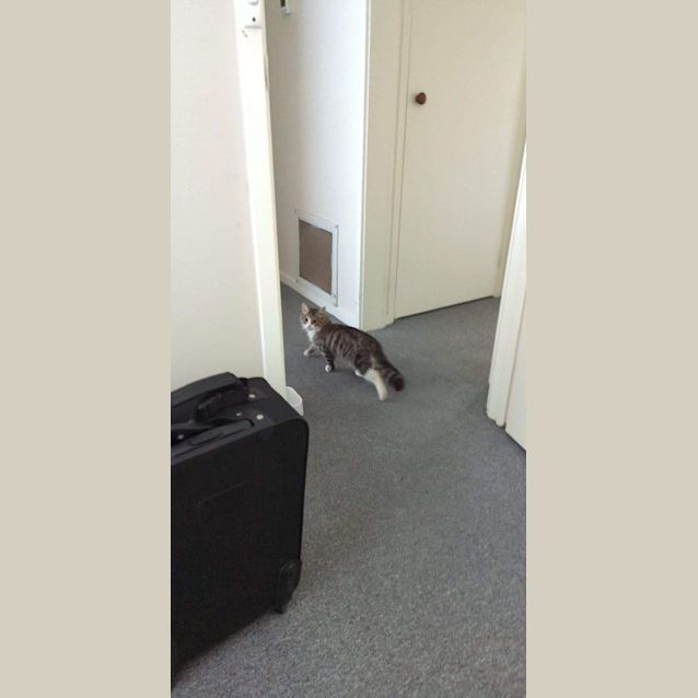 Photo of Lynx 