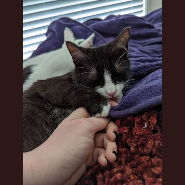 Photo of Romeo 
