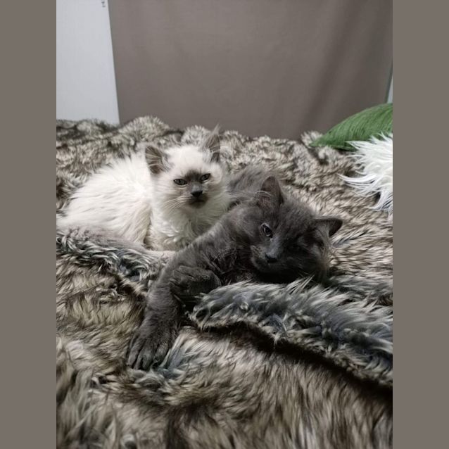 Photo of Jetson & George ~ Meet Us @ Pet Stock Mornington 😻