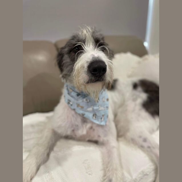 Photo of Albie