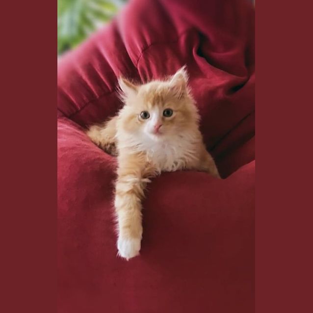 Photo of Pinto