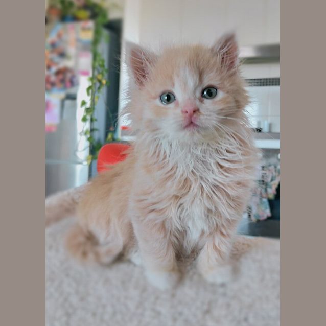 Photo of Lola 