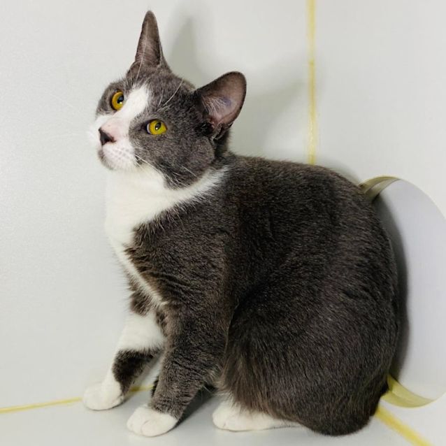 Photo of Dougal   Located In Eltham