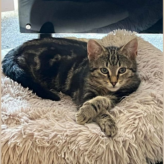 Photo of Kingsley**2nd Chance Cat Rescue**