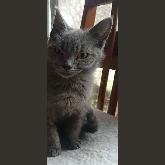 Photo of Biscuit**2nd Chance Cat Rescue**