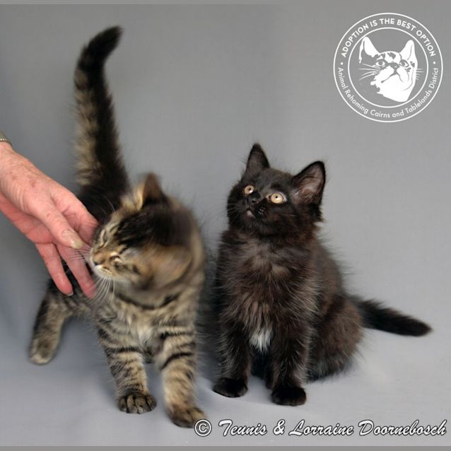 Photo of Poppy And Pinto