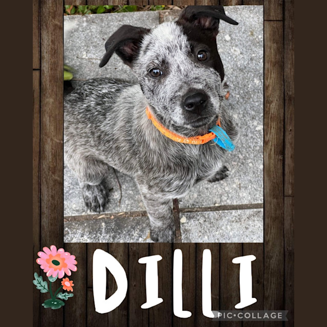 Photo of Dilli