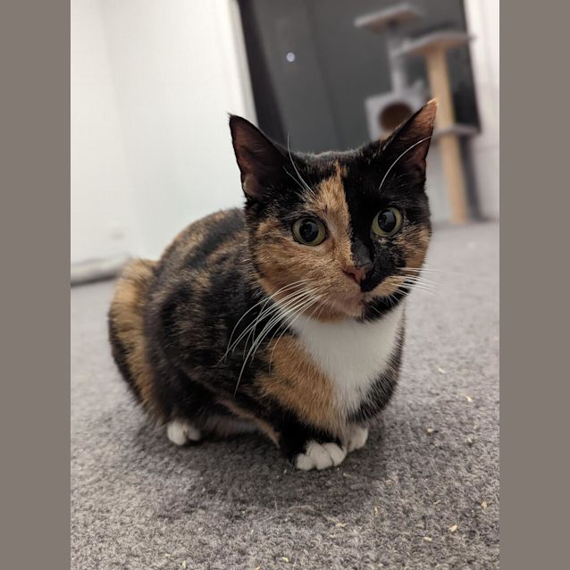 Photo of Croissant