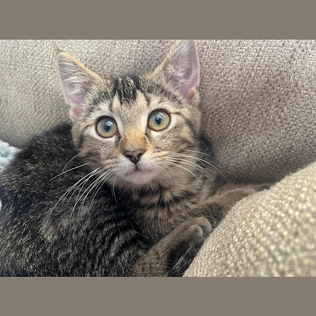 Photo of Pretzel