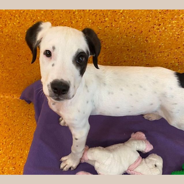 Photo of Pongo