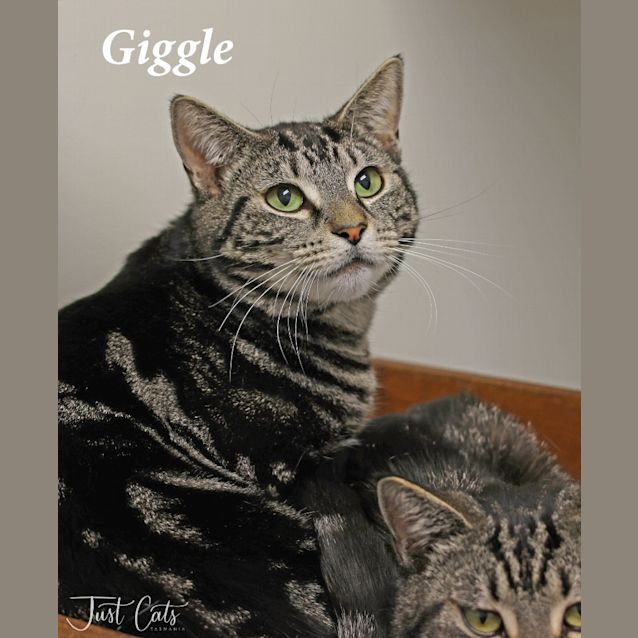 Photo of Giggle