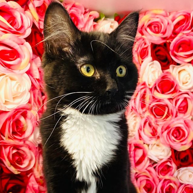 Photo of Sonny   Meet Me At Pet Stock Mitcham