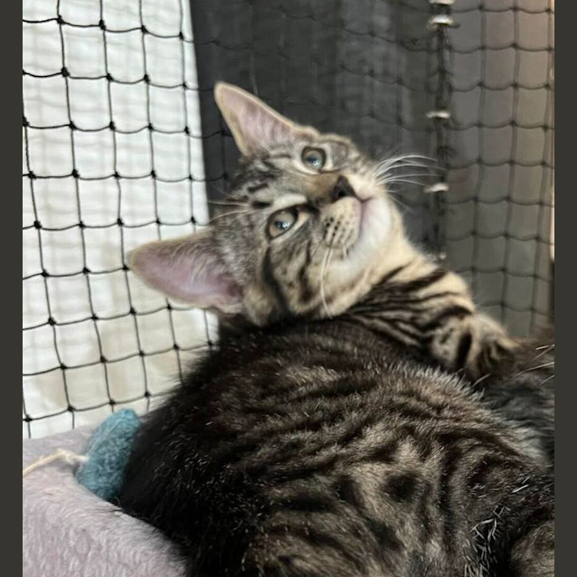 Photo of Odin