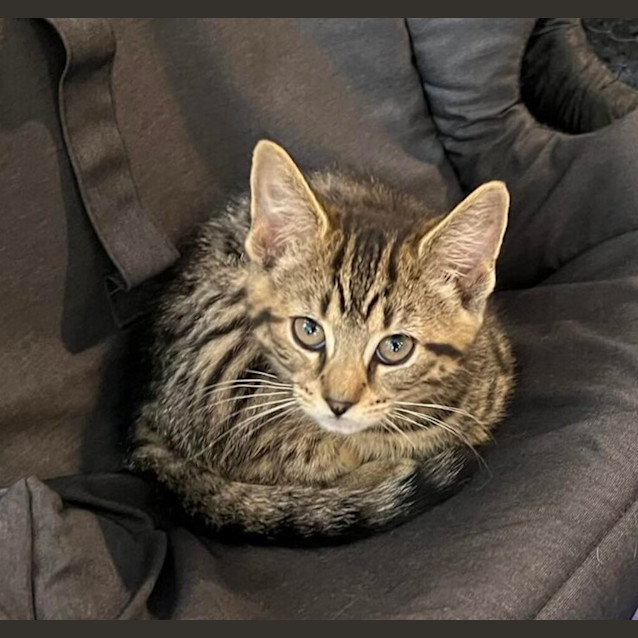 Photo of Freya