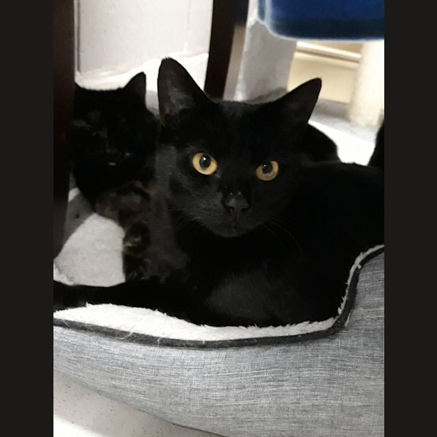 Photo of Buttercup
