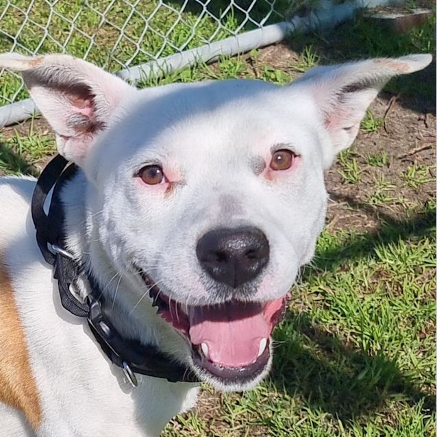 Photo of Petey