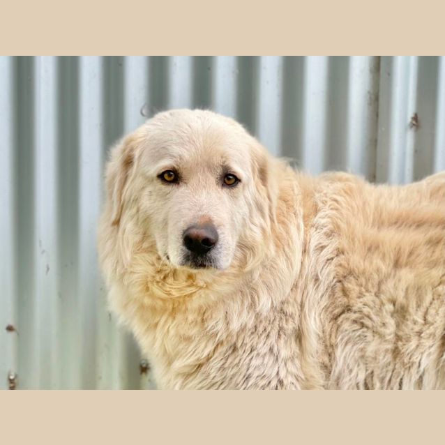Photo of Gypsy
