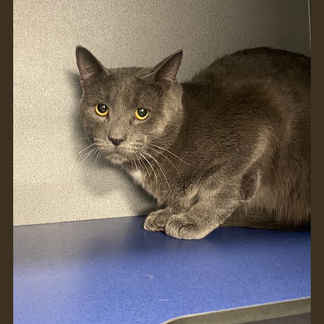 Photo of Smokey