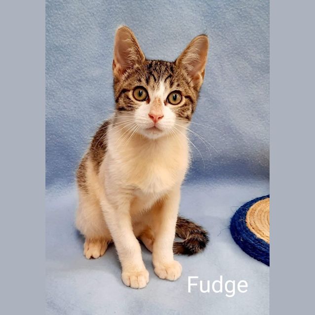 Photo of Fudge