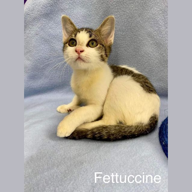 Photo of Fettucine