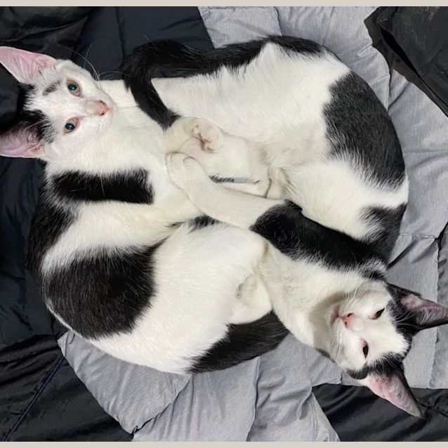 Photo of Panda And Patch   Brother And Sister