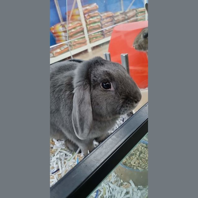Photo of Bartholomew 