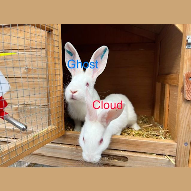 Photo of Ghost