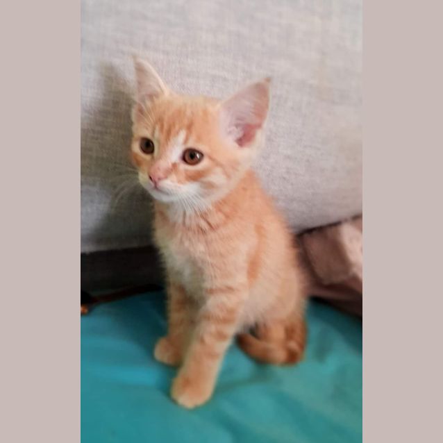 Photo of Butterscotch