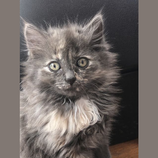 Photo of Georgie