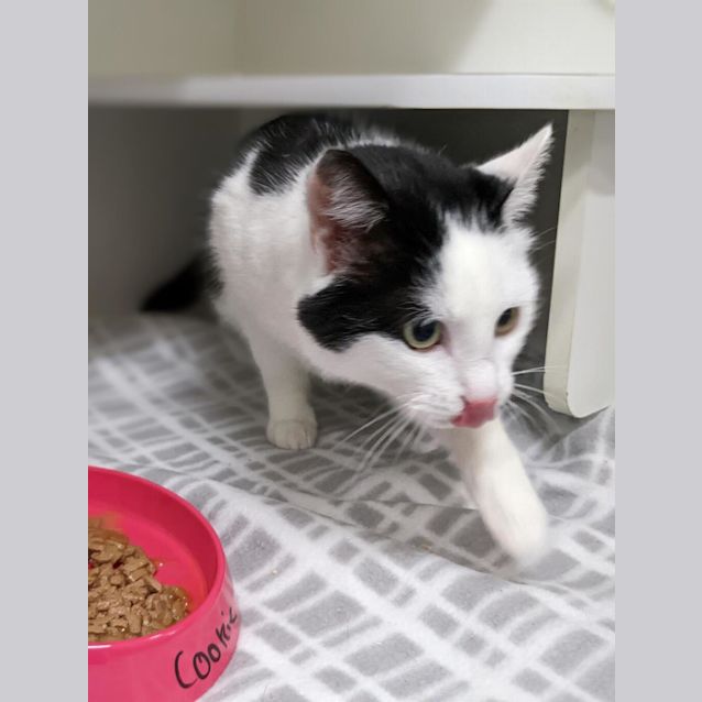 Photo of Cookie