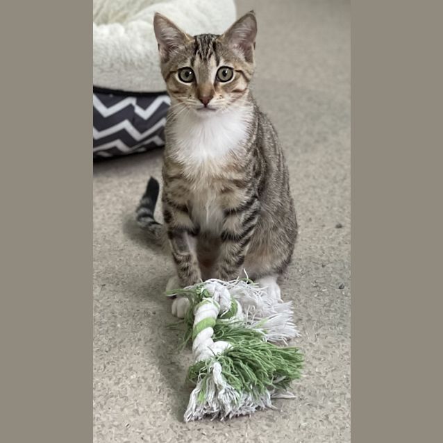 Photo of Sir Meowington