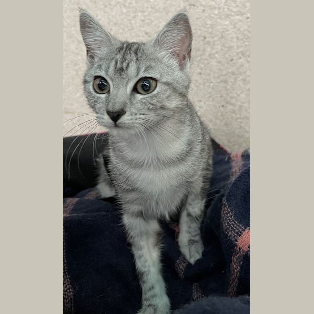 Photo of Mrs Meow