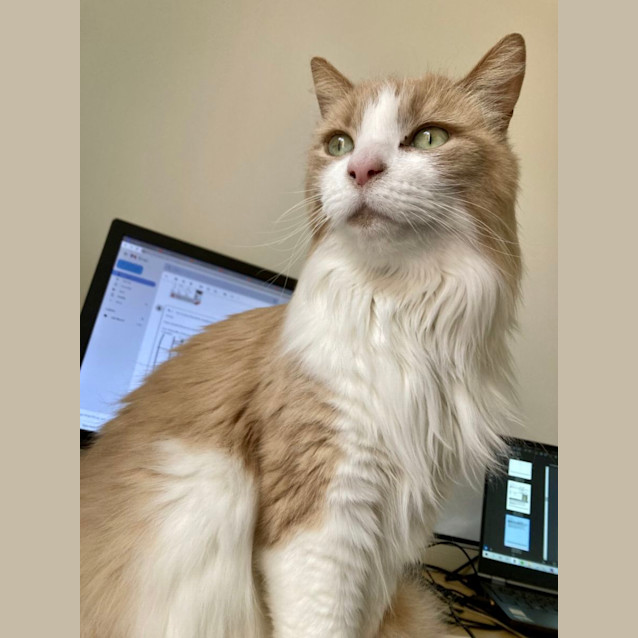 Photo of Georgie